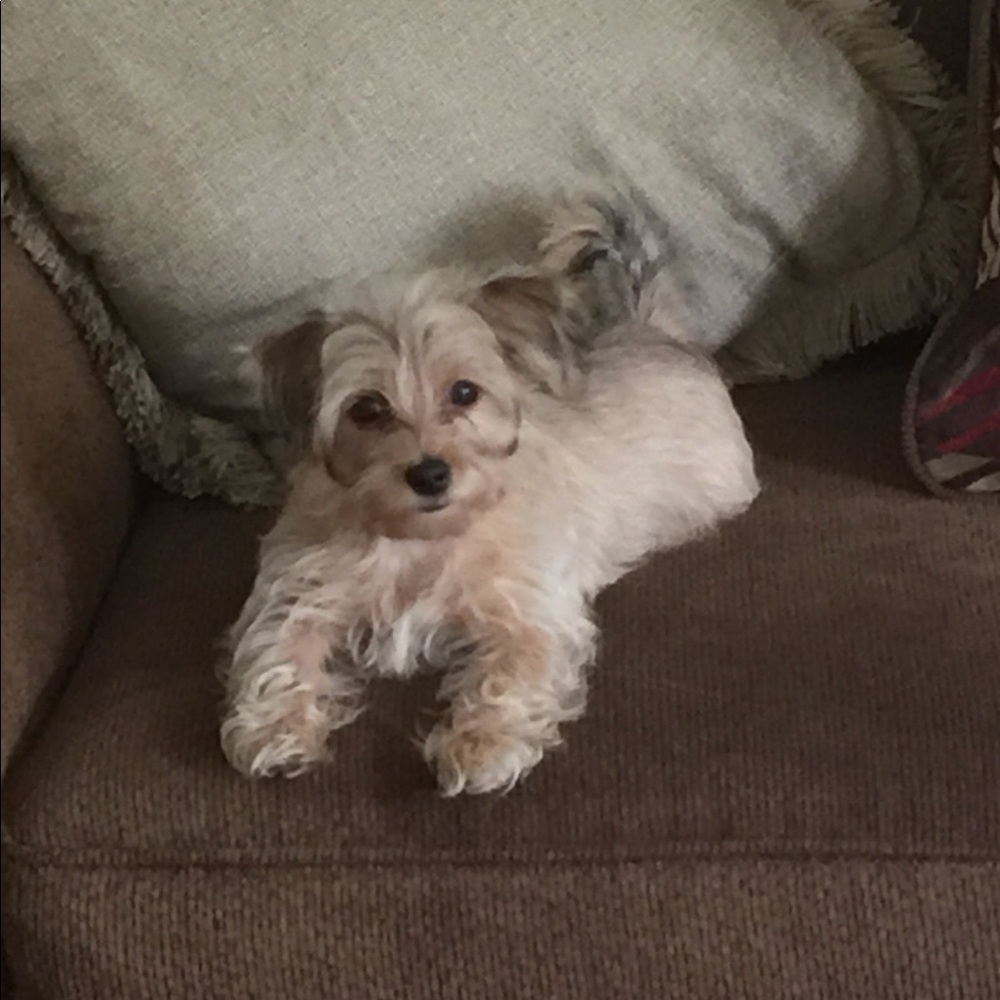Meet my New Fur Baby...Lulu